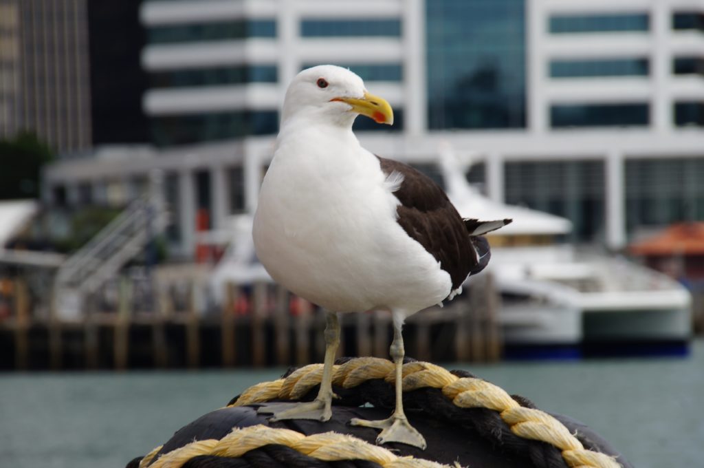 Tierwelt in Auckland