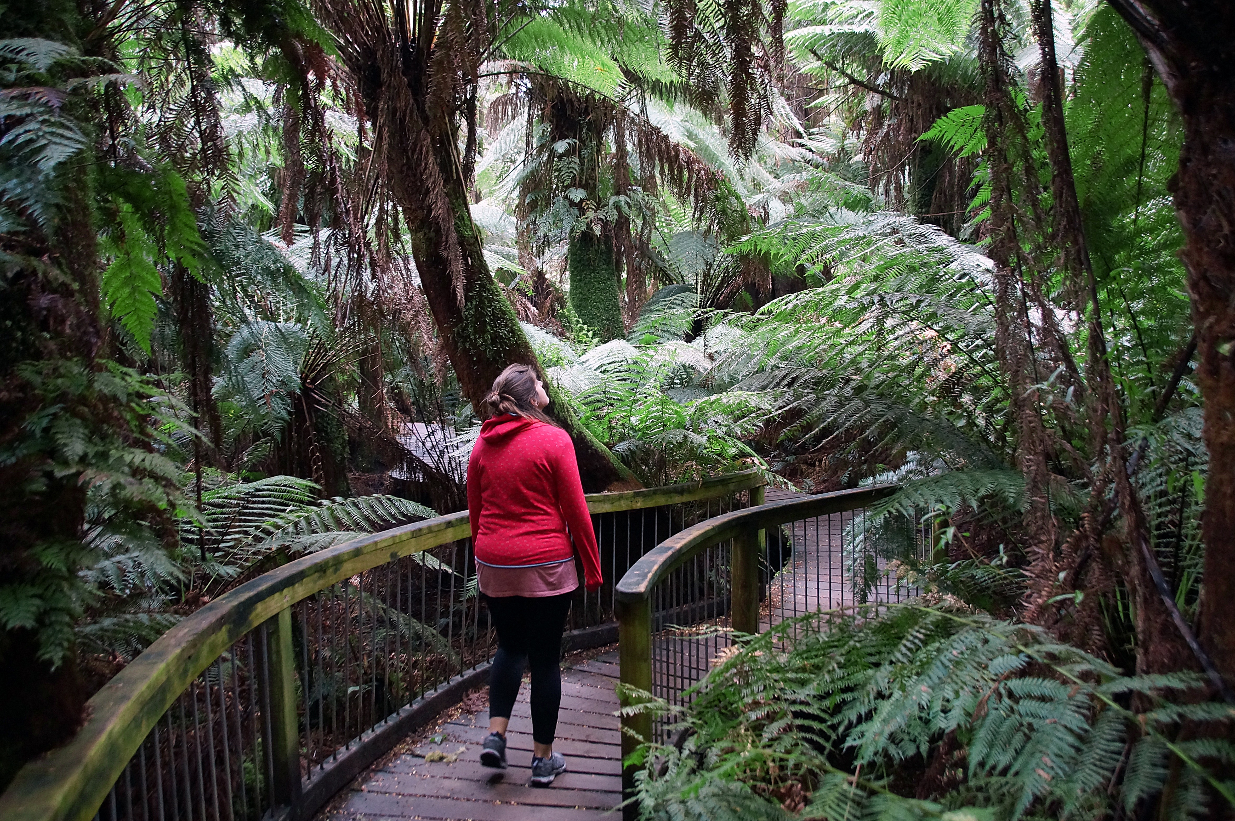 Rainforest Spaziergang