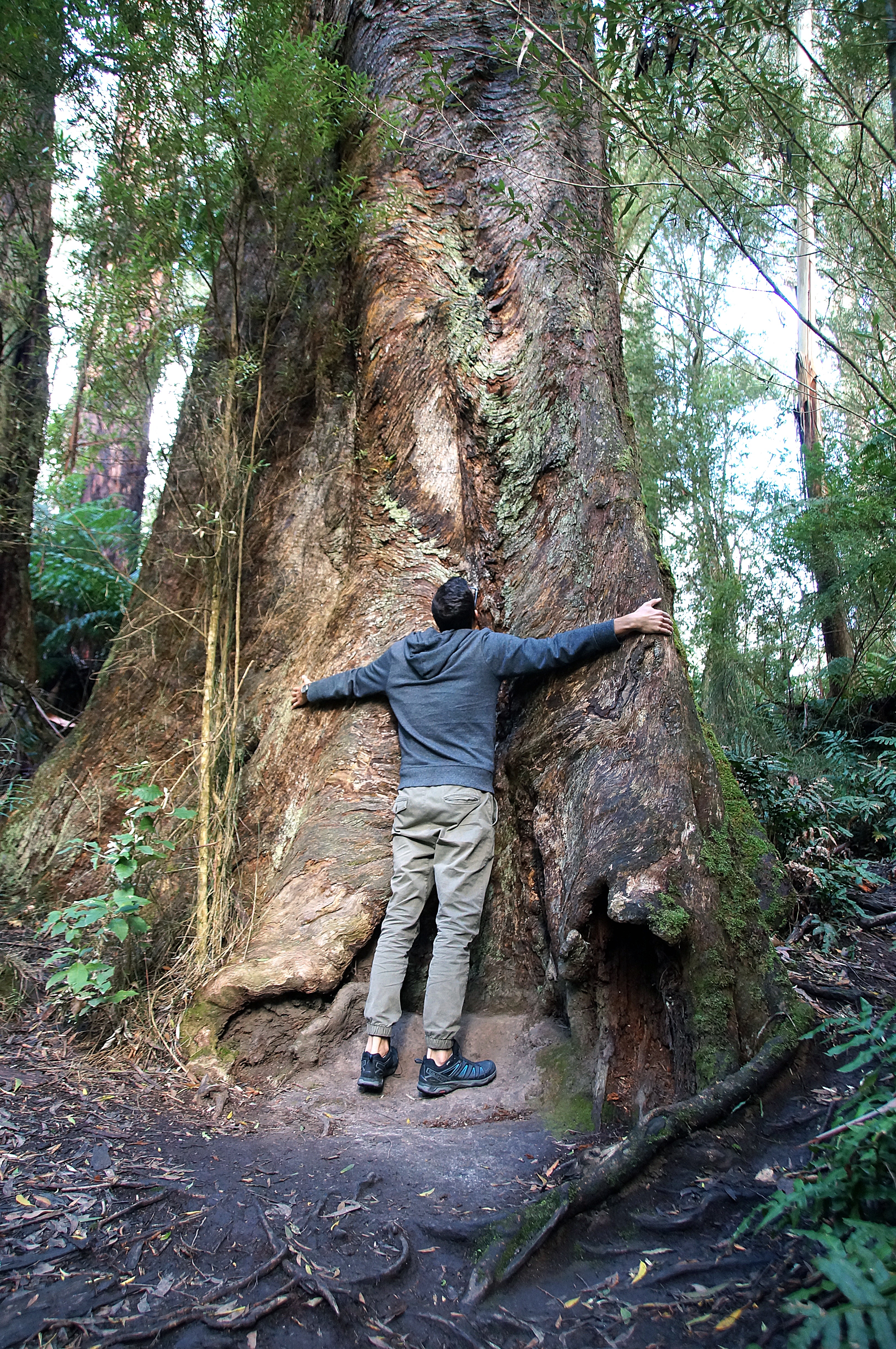 Maits Rest Rainforest