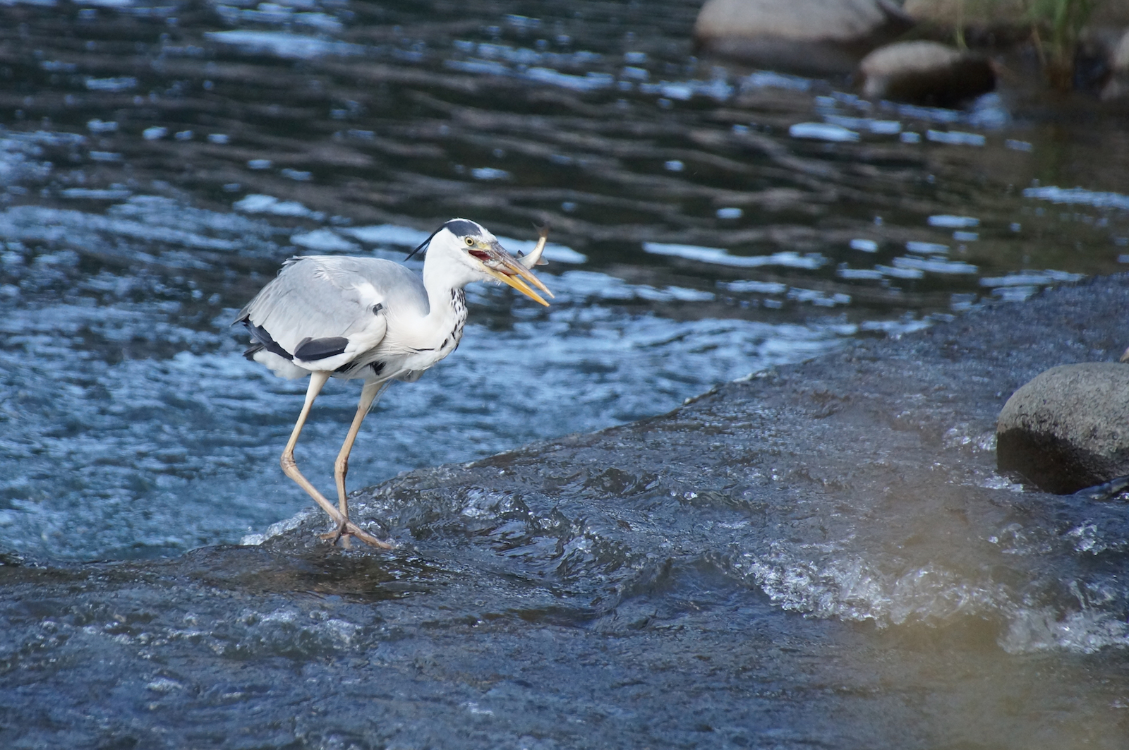 Reiher mit Fischfang