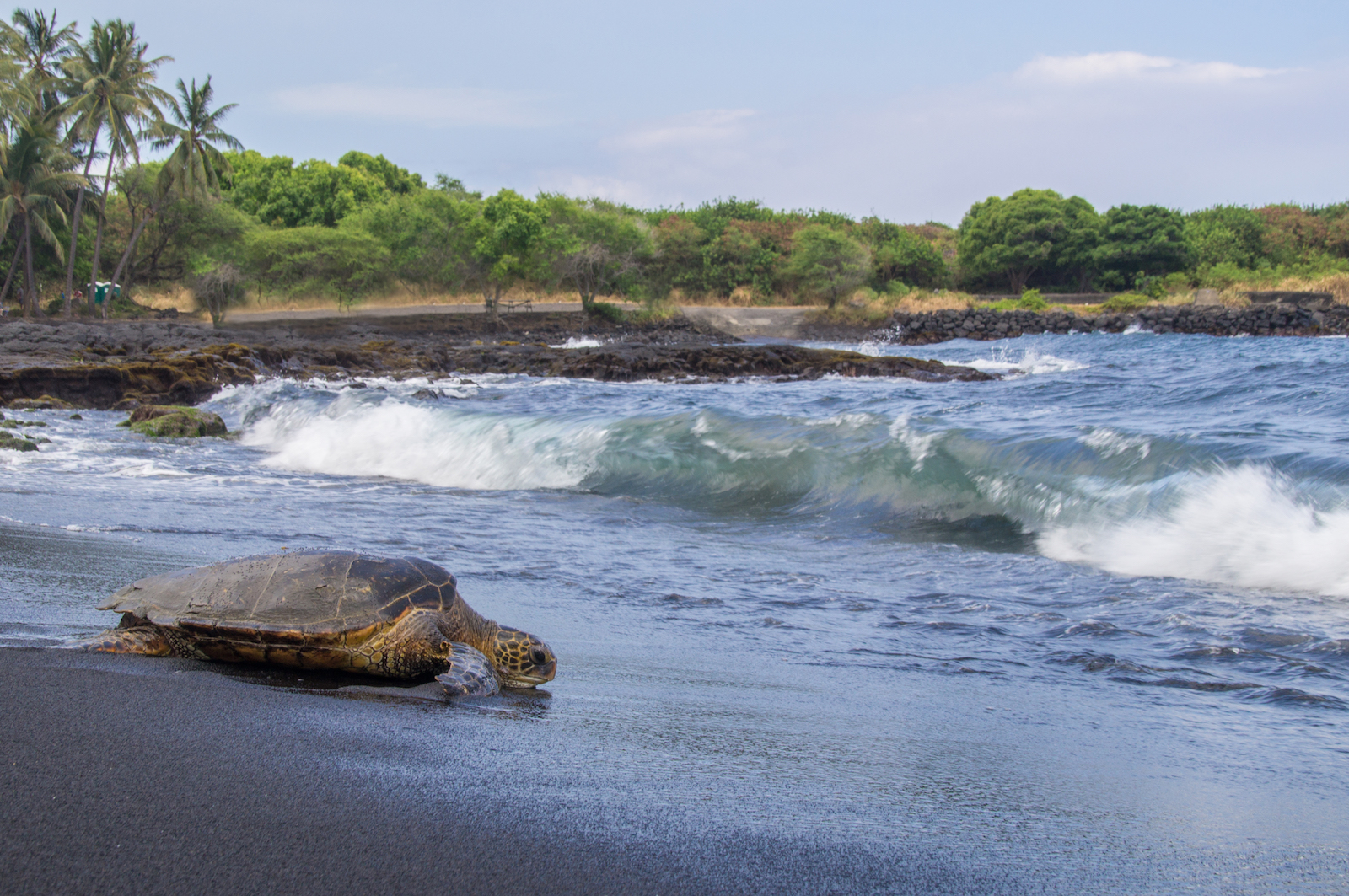 Turtle at Black Sand Beach