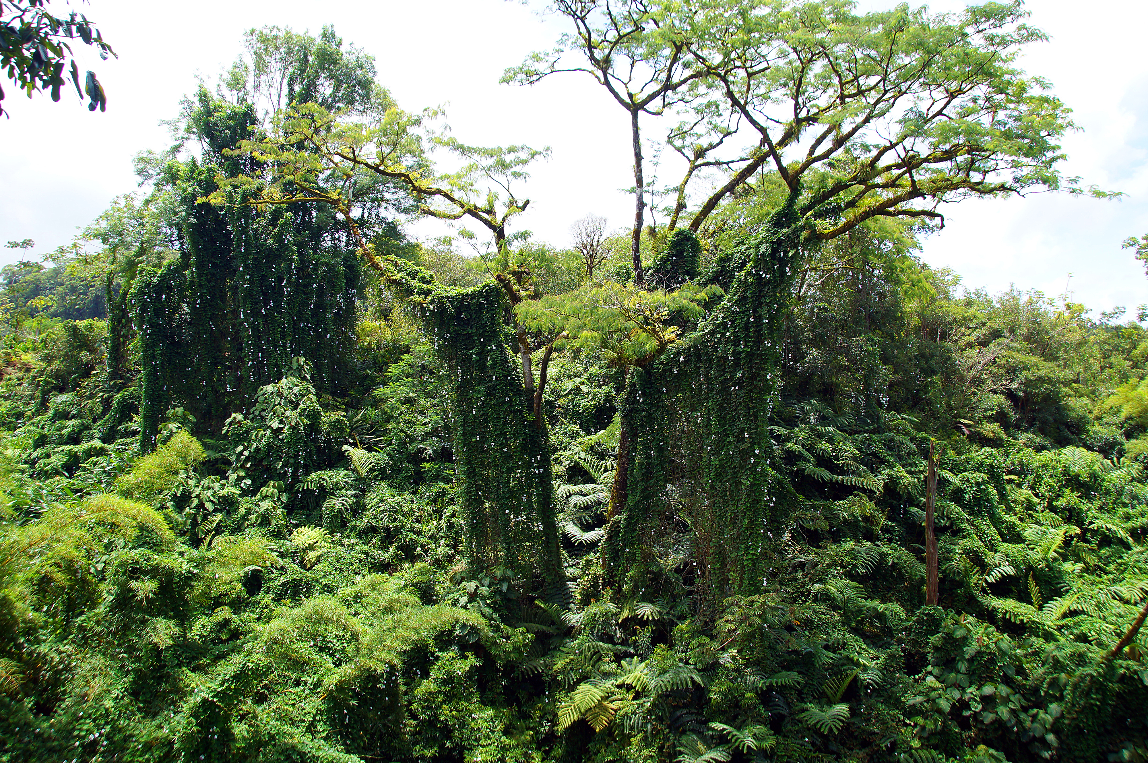 Spaziergang Akaka Falls