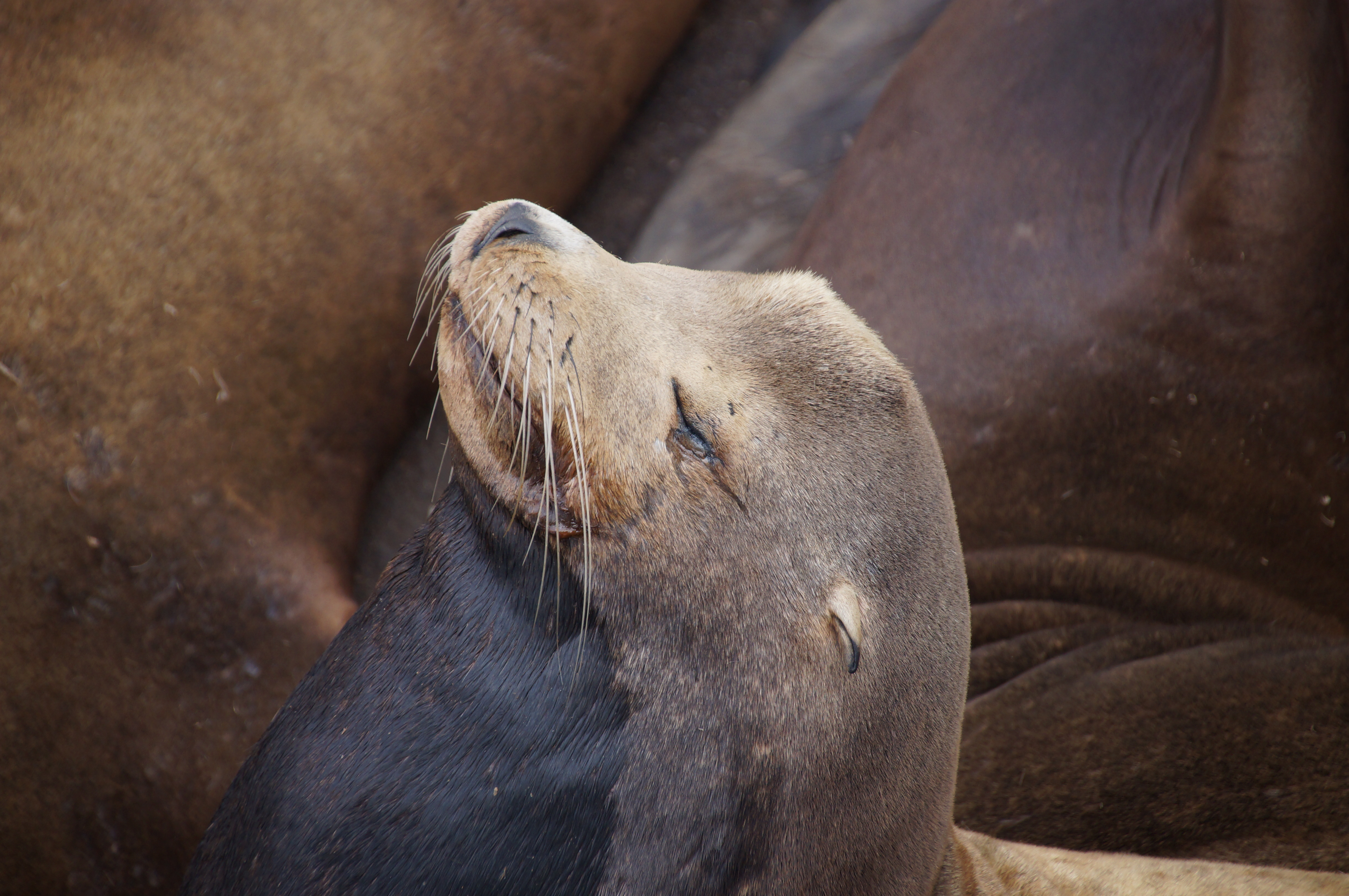 Seelöwe