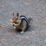 Streifenhörnchen