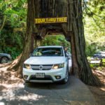 Drive Through Tree