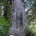 Big Tree