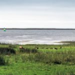 Hirsche am Meer