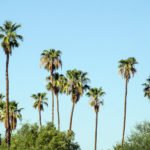 Palmen Palm Springs