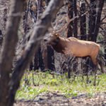 Hirsch im Grand Canyon