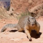 Eichhörnchen Grand Canyon