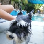 Louie der Hund